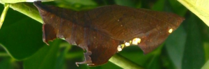 Pupae